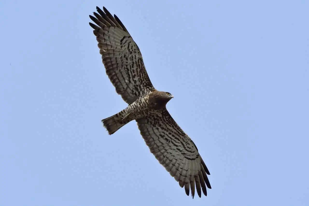 southern banded snake-eagle